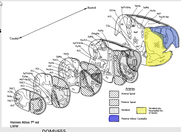 <p>Vertebral</p><p>Basilar</p><p>Posterior Inferior Cerebellar A</p><p>Anterior Inferior Cerebellar A</p><div data-type="horizontalRule"><hr></div><p>Vertebral + medial branches of basilar → Ventral and medial</p><p>PICA: Dorsolateral</p>