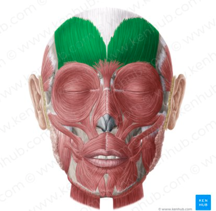 <p>What is the origin and insertion of the frontalis?</p>