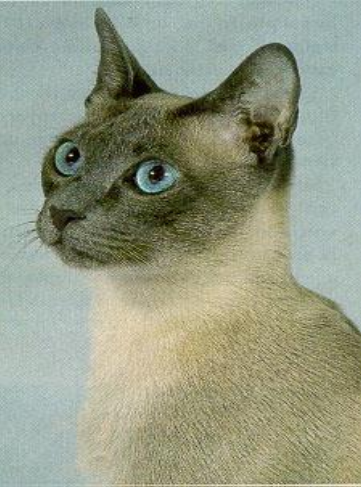 <p>Dark face, ears, tail, paws</p>