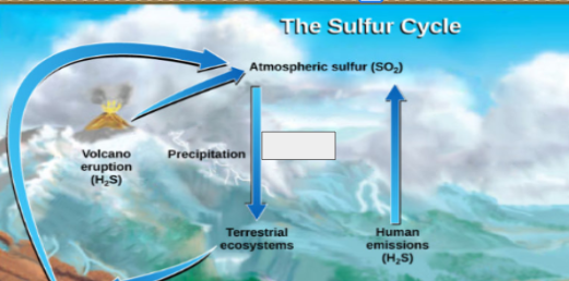 <p>sulfur cycle: name the step</p>