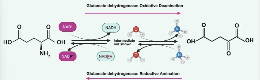 <p>Regenerates the amino acceptor (a-ketoglutarate) and provides ammonia,</p><p>either for reutilization or disposal (urea)</p><p>Mitochondrial matrix</p><p>Reduced NAD+ to NADH and oxidizes amino acids to a-KG</p><p>2 step process: hydrolysis and redox reactions</p>