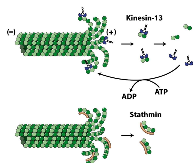 <p><strong>Kinesin-13</strong> = depolymerization @ MT end “13 = unlucky”</p><ol><li><p>Strain protofilaments → curls</p></li><li><p>Peels away</p></li><li><p>DOES NOT INVOLVE GTP CAP HYDROLYSIS</p></li></ol><p><strong>Stathmin</strong> = disassembly from (+) end “Stalling”</p><ol><li><p>GTP cap = GONE (rate of polymerization < rate of hydrolysis) </p></li><li><p>Bind when protofilaments = exposed </p></li><li><p>Take tubulin heterodimers out of circulation </p></li></ol><p></p>