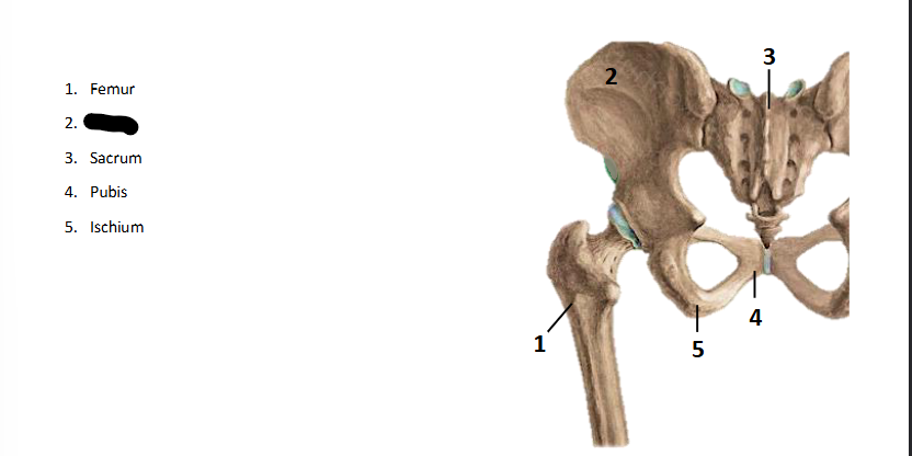 <p>What bone landmark is this within the <strong>Lower-Appendicular Skeleton?</strong></p>