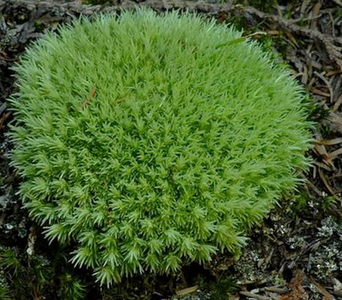 <p>Describe cushiony mosses</p>