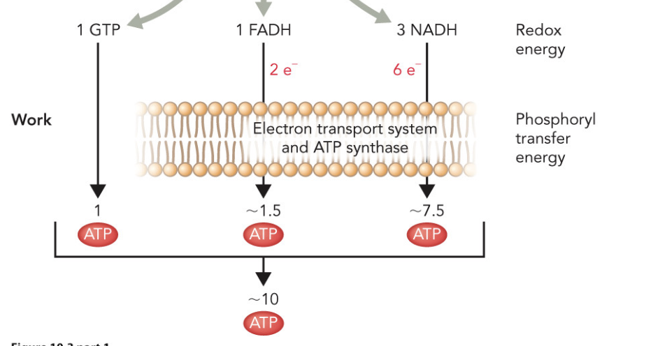 <p>1 FADH &amp; 2 electrons </p>