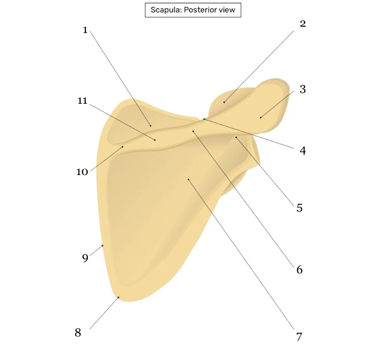 <p>Which number indicates the infraspinous fossa?</p>