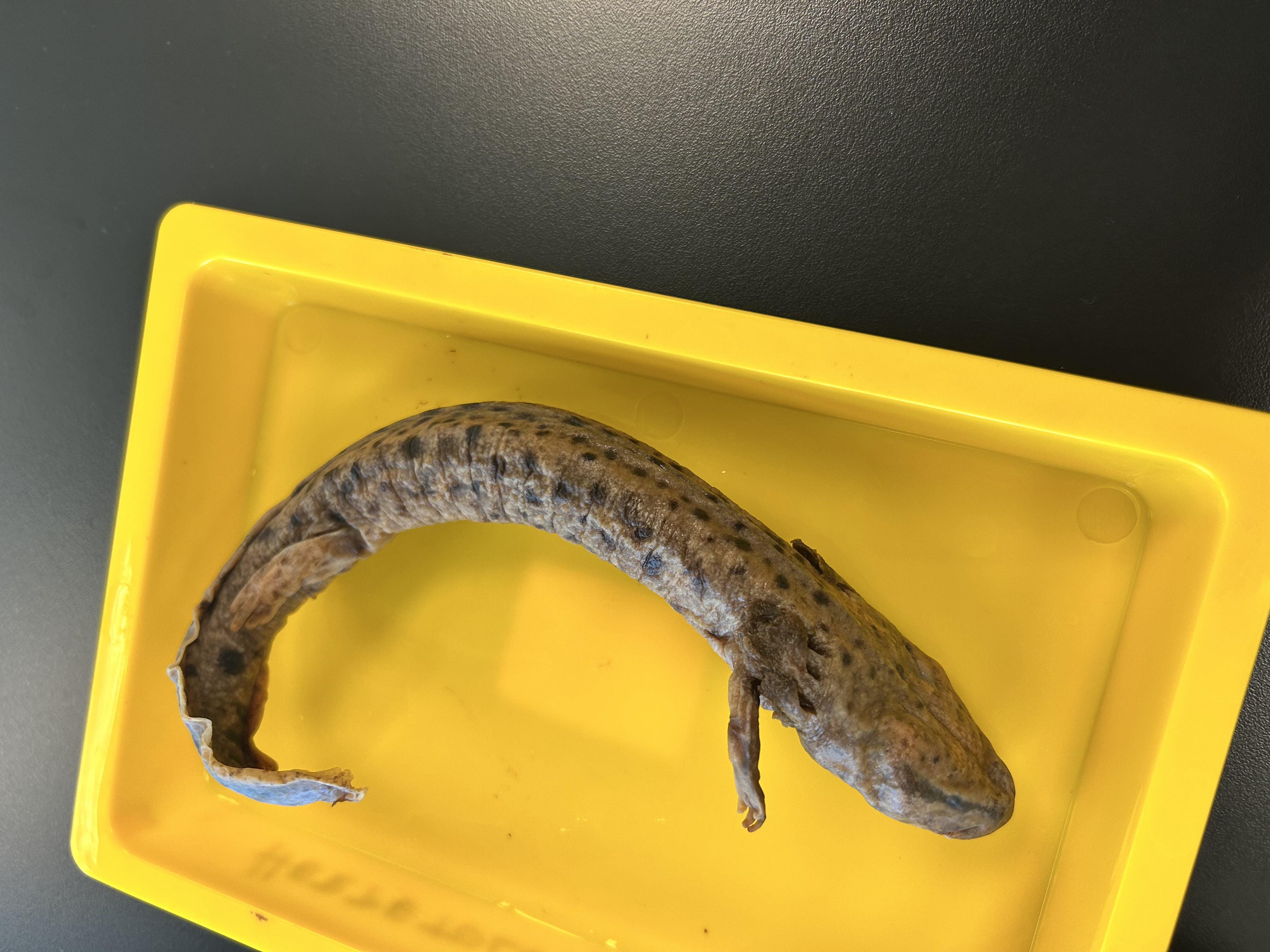 <p>-THREATENED</p><p>-smaller spots across entire body</p><p>-less spotted belly</p><p>-eastern</p><p>-proteidae</p>