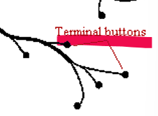 <p>Axonal terminals/terminal buttons</p>