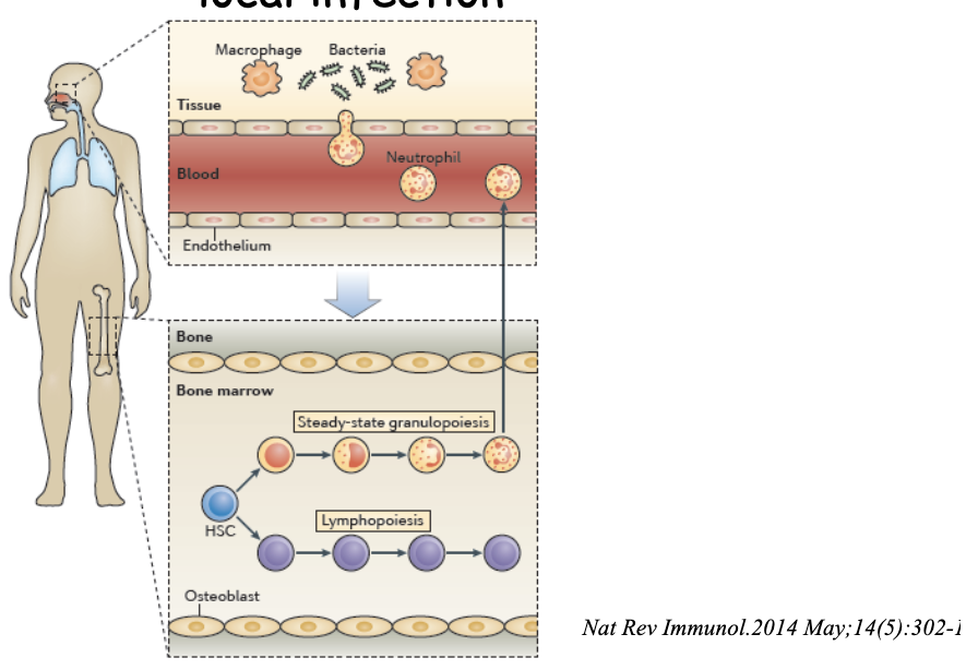 <p><span>Bone marrow granulopoiesis is unaffected during</span><br><span>local infection</span></p><p>neutrophils macrophages destroy pathogens when exposed to bacteria from cut the rest of body will not react</p><p><strong>under normal conditions bone marrow granulopoiesis is constant and maintains the stable balance of granulocytes</strong></p>