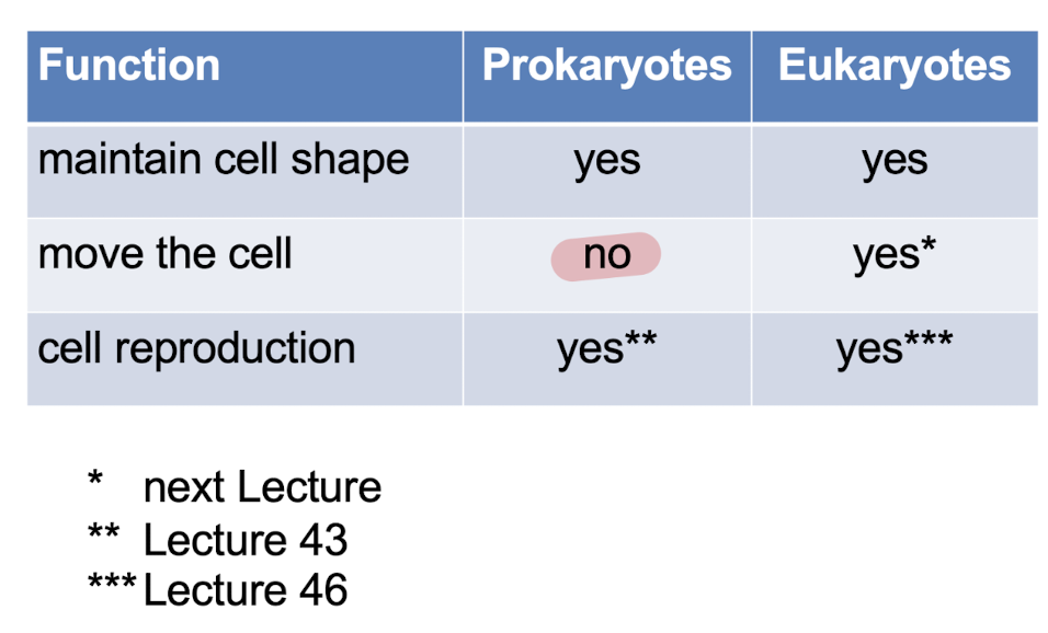 <p><u>structure: both contain </u></p><ul><li><p>chains of round proteins </p></li></ul><p>or </p><ul><li><p>bundles of thin proteins</p></li></ul><p></p><p><u>Function of cytoskeleton:</u></p><p><strong>Prokaryotes</strong>: </p><ul><li><p>maintain cell shape & cell reproduction</p></li></ul><p><strong>Eukaryotes</strong>:</p><ul><li><p>maintains cell shape, moves the cell, cell reproduction </p></li></ul><p></p>