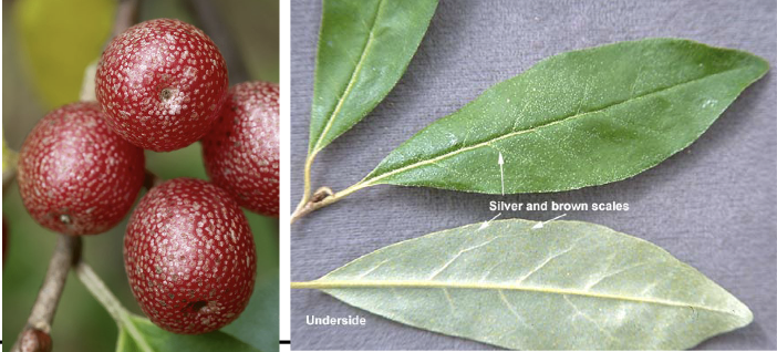 <p>Family<br>Genus<br>Species<br>Common Name</p>