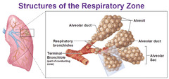<p>only involved with O2 and CO2 exchange (gas exchange)</p>