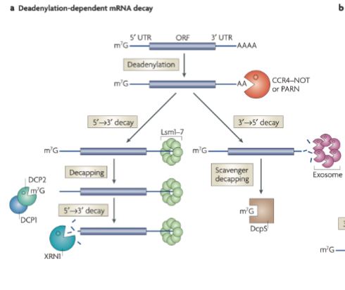 <ol><li><p>Removal of poly A tail at the 3’ end (deadenylation by deadenylation protein)</p></li><li><p>Path splits → either decay 5’ → 3’ or 3’ → 5’ direction</p></li></ol><p><u>Path A: 5’ → 3’ decay</u></p><ol><li><p>3’ tail is stabilized with a protein</p></li><li><p>Cap removed (decapping from decapping enzyme)</p></li><li><p>RNA is then degraded 5’ → 3’ direction (exonuclease)</p></li></ol><p><u>Path B: 3’ → 5’ decay</u></p><ol><li><p>Exosomes chew up mRNA 3’ → 5’ direction</p></li><li><p>Cap removed at the end (scavenger decapping)</p></li></ol><p></p>