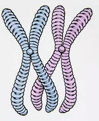 <p>DNA- during cell division</p>