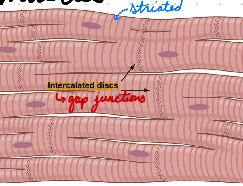 <p>Prolonged skeletal muscle-like contractions</p><p>Gap Junctions: Fast ion diffusion = Action potential travel between cells</p><p>Syncytium Contraction: Rapid action potential = Muscle cells contract together</p><ul><li><p>Atrial and ventricular syncytia</p></li><li><p>Atria contract befor ventricle (AV node delay)</p></li></ul><p></p>
