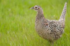 <p>What is the order, family, and species?</p>