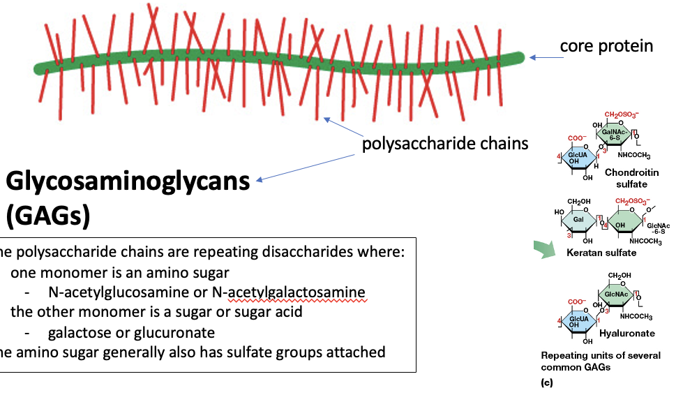 <p>All Proteoglycans are <strong>combinations of core proteins and long polysaccharide chains</strong></p><p><strong>Glycosaminoglycans (GAGs)</strong></p><ul><li><p>The polysaccharide chains are <u>repeating disaccharides where: 1 monomer is an amino suga</u>r (N-acetylglucosamine or N-acetylgalactosamine</p></li><li><p>the other <u>monomer is a sugar or sugar acid</u> (galactose or glucuronate)</p></li><li><p>the amino sugar generally also has sulfate groups attached</p></li></ul><p></p>