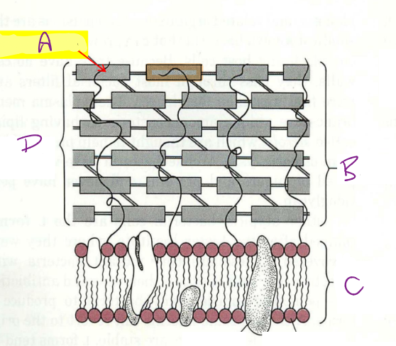 <p>c</p>