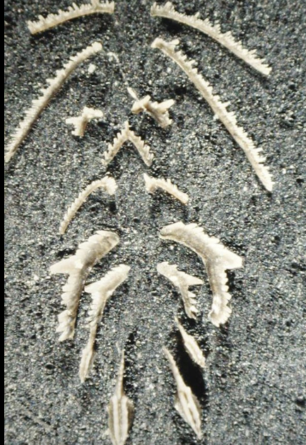 <p>What is this? </p>