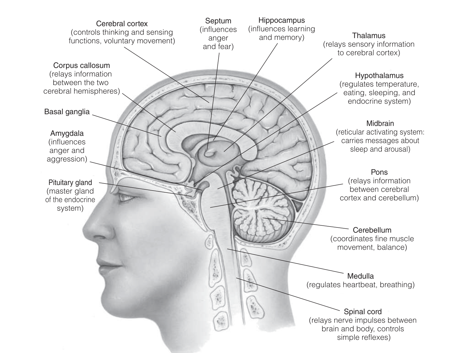 <p>Pituitary Gland </p>