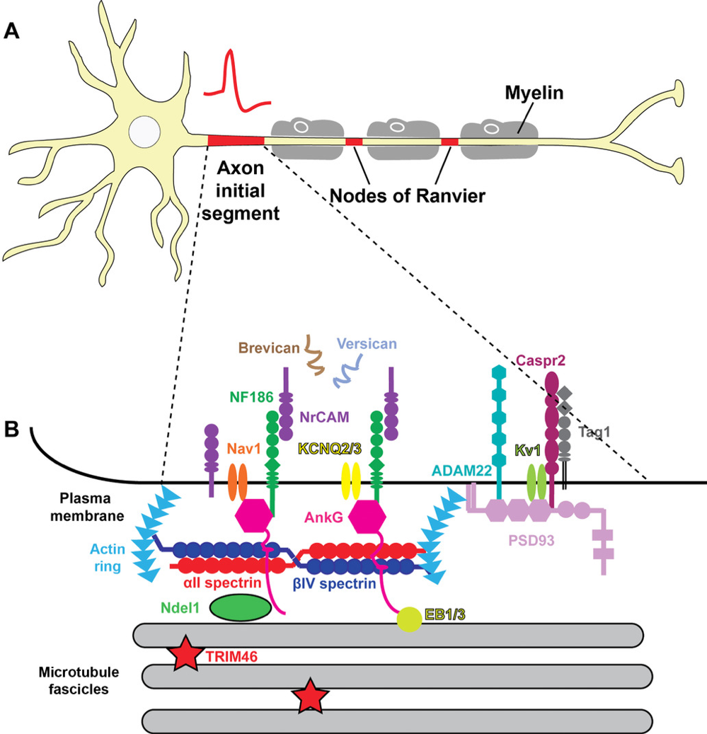<p>=déclencheur du neurone</p><ul><li><p><strong><u>fonction</u></strong> : </p><ul><li><p>décider si le neurone déclenche le PA</p></li><li><p>flitrer et intégrer les signaux</p></li></ul></li></ul><p></p>