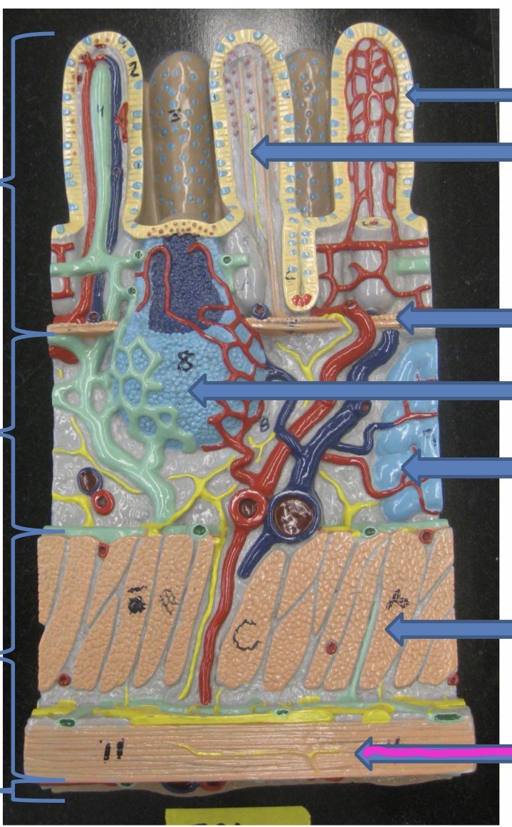 knowt flashcard image