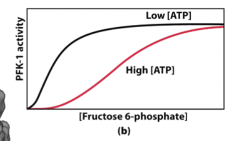 <ul><li><p>Positively regulated by ADP, AMP</p><ul><li><p>Low energy in the cell promotes glycolysis</p></li></ul></li><li><p>Negatively regulated by ATP, citrate</p><ul><li><p>High energy in the cell/bottleneck in TCA inhibits glycolysis</p></li></ul></li><li><p>Plot enzyme activity vs [F-6-P]</p><ul><li><p>Low [ATP] → high substrate affinity</p></li><li><p>High [ATP] → low substrate affinity</p></li></ul></li></ul><p></p>