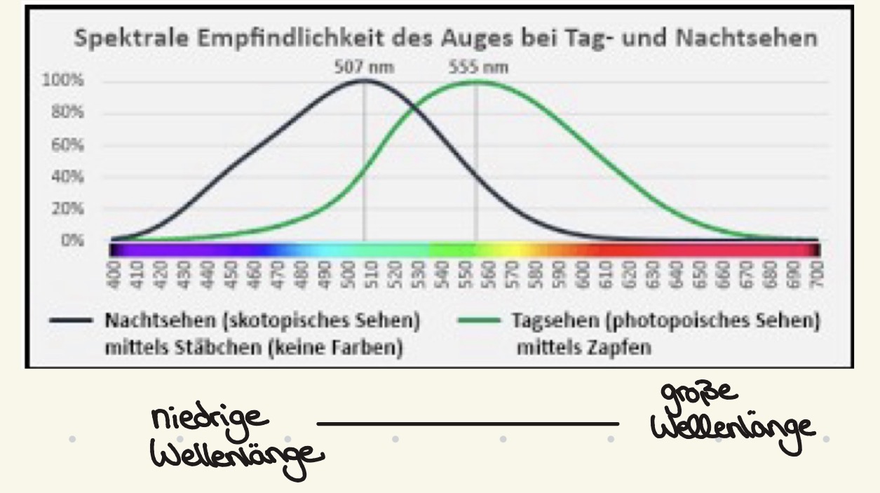 <p><span><strong>Purkinje Effekt</strong></span></p><p><span>Unterschiedliche Helligkeitswahrnehmung verschiedener Farben bei guter und schlechter Beleuchtung</span></p><p><span>Beispiel: bei Tageslicht werden rote und blaue Blumen gleich hell gesehen und bei Nacht/Dämmerung scheint die blaue Blume heller grau als die rote Blume</span></p><p></p><p><span><strong>Wie entsteht der Purkinje Effekt?</strong></span></p><p><span>Bei schlechter Beleuchtung sind nur <strong>Stäbchen sensitiv </strong>genug um Licht in neuronale Aktivität umzuwandeln</span></p><ul><li><p><span>Objekte werden nur grau wahrgenommen</span></p></li><li><p><span>Weil Stächen die Höchste Empfindlichkeit für Licht niedriger Wellenlänge haben, werden sie die blau reflektierende Objekte stärker aktiviert als durch rote</span></p></li></ul><p></p>