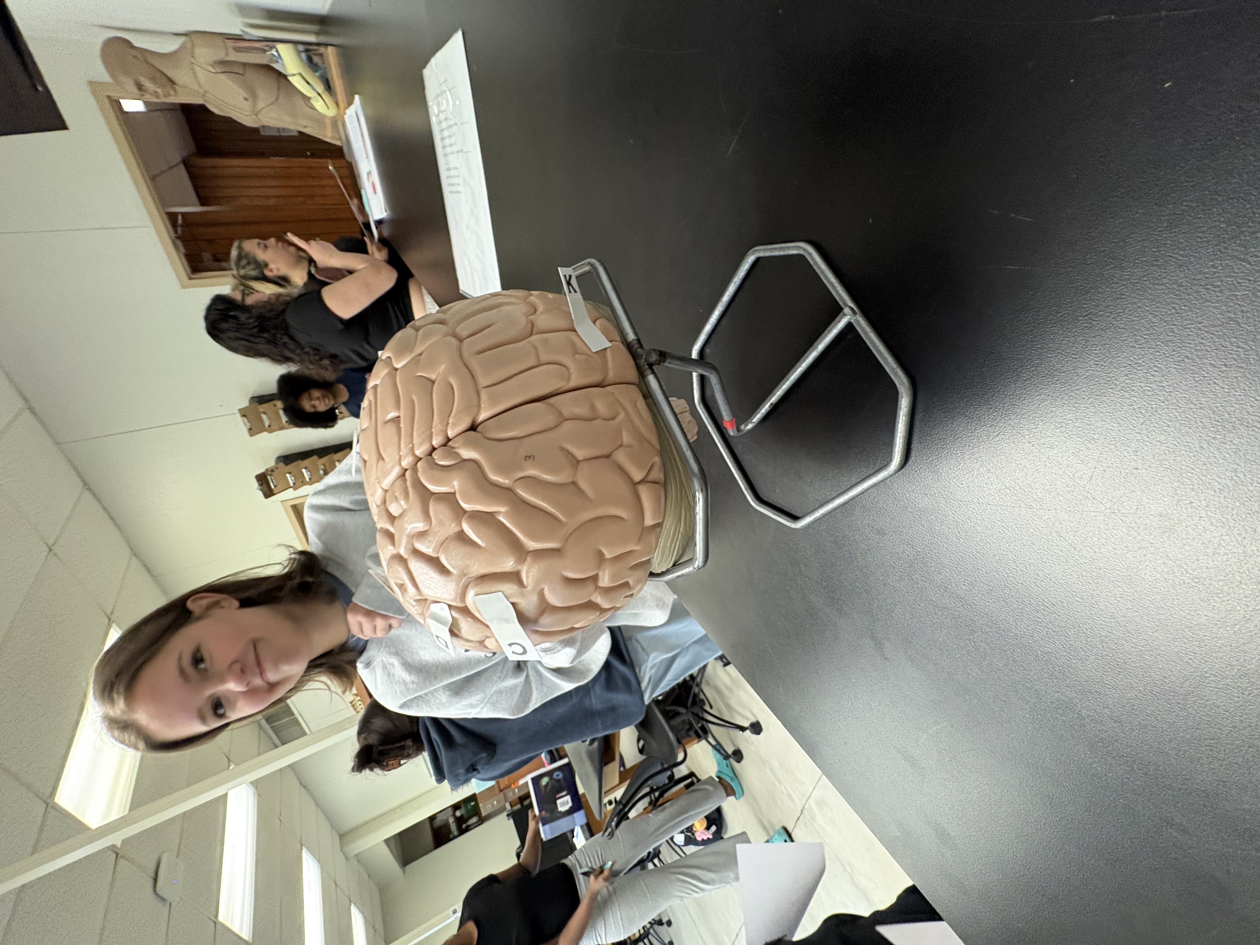 <p>K. identify this lobe</p>