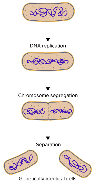 <p>1) duplication of prokaryotic chromosome and separation of the copies</p><p>2) continued elongation of the cell and movement of the copies</p><p>3) division into 2 daughter cells</p>