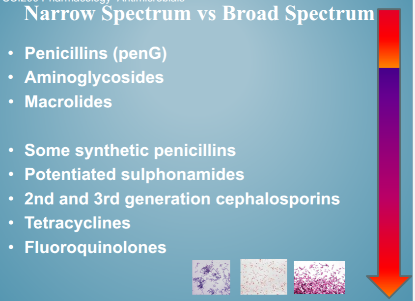 <p>broad spectrum</p><ul><li><p>no need to diagnose</p></li><li><p>select for resistance in wide population of organisms</p></li></ul><p>narrow spectrum</p><ul><li><p>greater chance of failure</p></li><li><p>will not select for resistance in enteric gram -ve organisms when treating gram +ve disease</p></li></ul><p>penicillins = narrow spectrum</p><p>fluroquinolones = broad spectrum </p>