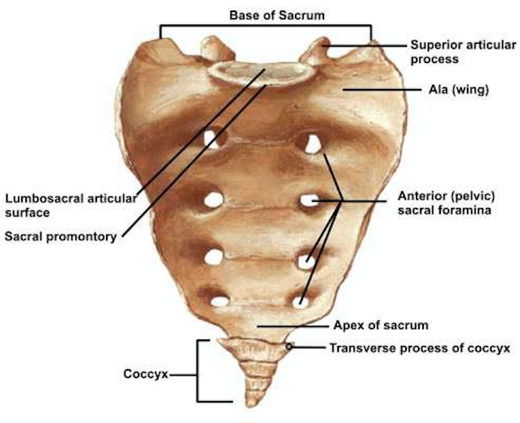 <p>Anterior and Posterior Sacral Foramina</p>