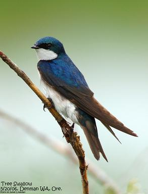 <p>Common:</p><p>Order:</p><p>Family:</p>