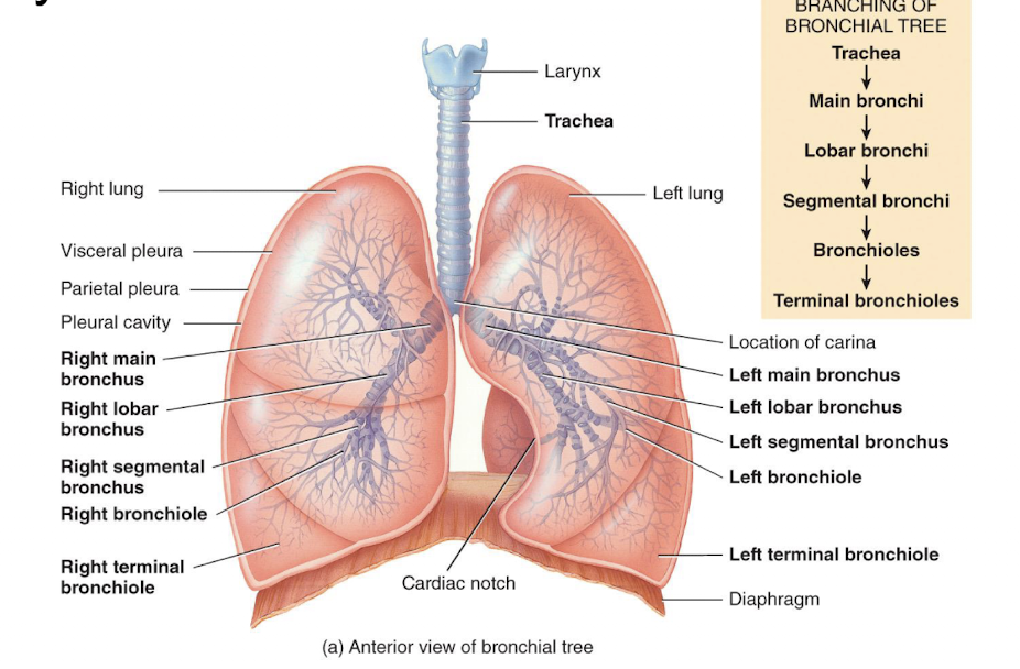 <p>paired organs in the thoracic cavity; they’re enclosed and protected by the pleural membrane</p>