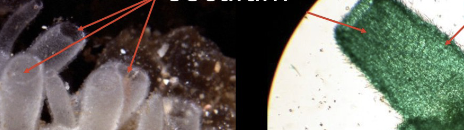 <p>Identify phylum, class, type of sponge, red arrows</p>