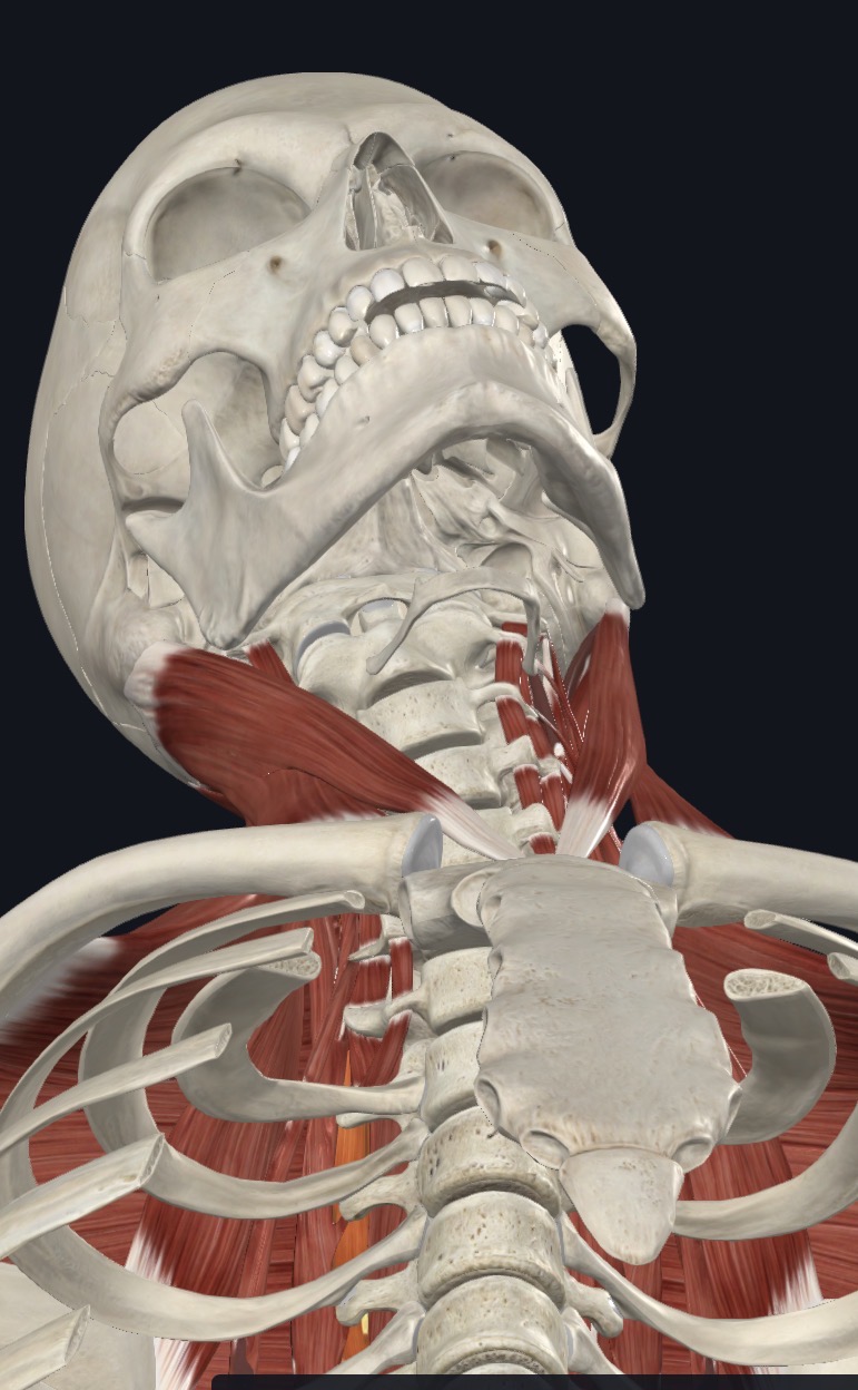 <p><strong>Unilateral:</strong> Ipsilateral lateral flexion</p><p><strong>Bilateral:</strong> Extension</p>