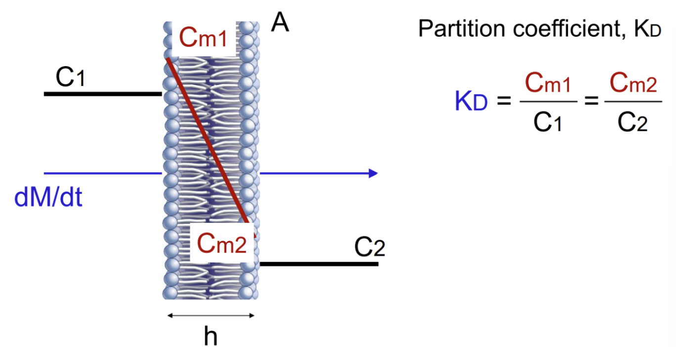 <p>membrane partitioning</p><ul><li><p>Creates a true concentration gradient for diffusion</p></li><li><p><strong>Partition coefficient </strong>(<strong>K<sub>D</sub></strong>) consists of a lipophilic numerator and hydrophilic denominator</p></li></ul><p></p>