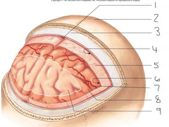 <p>thin, delicate, vascular inner membrane of the meninges</p>