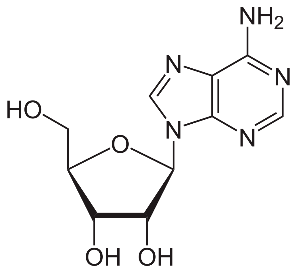 <p>name this nucleoside</p>