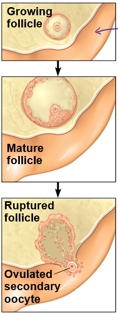 <p>What is ovulation?</p>