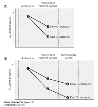 <p>Breathing by tracheate arthropods Pt 3</p>