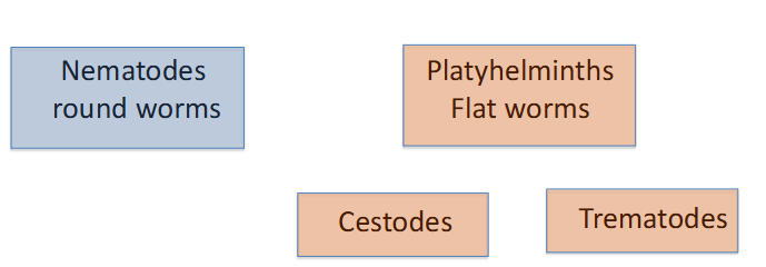 <p>Helminths - more common then you think</p>