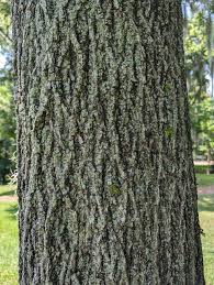 <p>alternate, compound leaves; slender and dark purple to a light green twig; pear-shaped or round nuts</p>