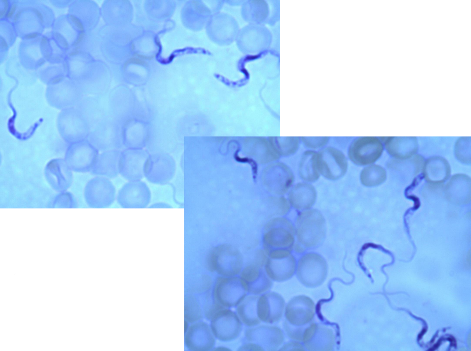 <p>*note red blood cells, parasite, nucleus, flagella </p>