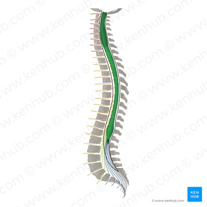 <p>Where does the spinal cord extend?</p>
