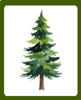 <p>A plant with long trunk that supports branches and leaves.</p>