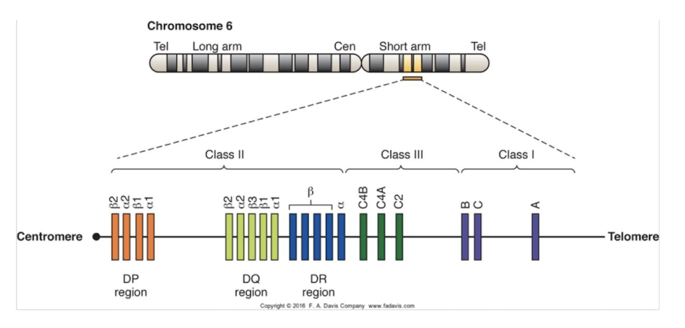 <p>short arm of chromosome 6</p><ul><li><p>closely linked</p></li><li><p>inherited as a haplotype→ one chromosome from each parent, co-dominant</p></li><li><p>>1.7 billion combinations gives diversity</p></li></ul><p></p>