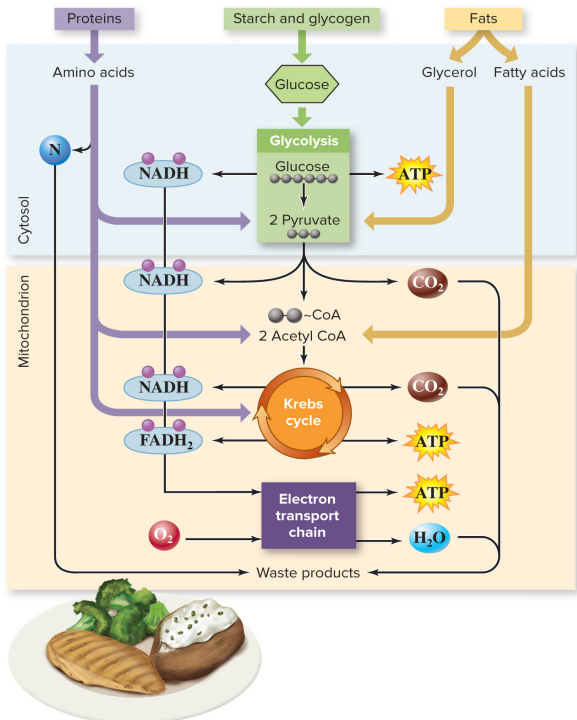 <p>How does other food molecules (proteins, fats, carbohydrates) enter the energy extracting pathways?</p>