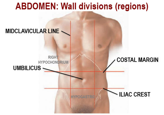 <p>Midclavicular line, Right Hypochondrium, Umbilicus, Costal Margin, Iliac Crest, Hypogastric</p>