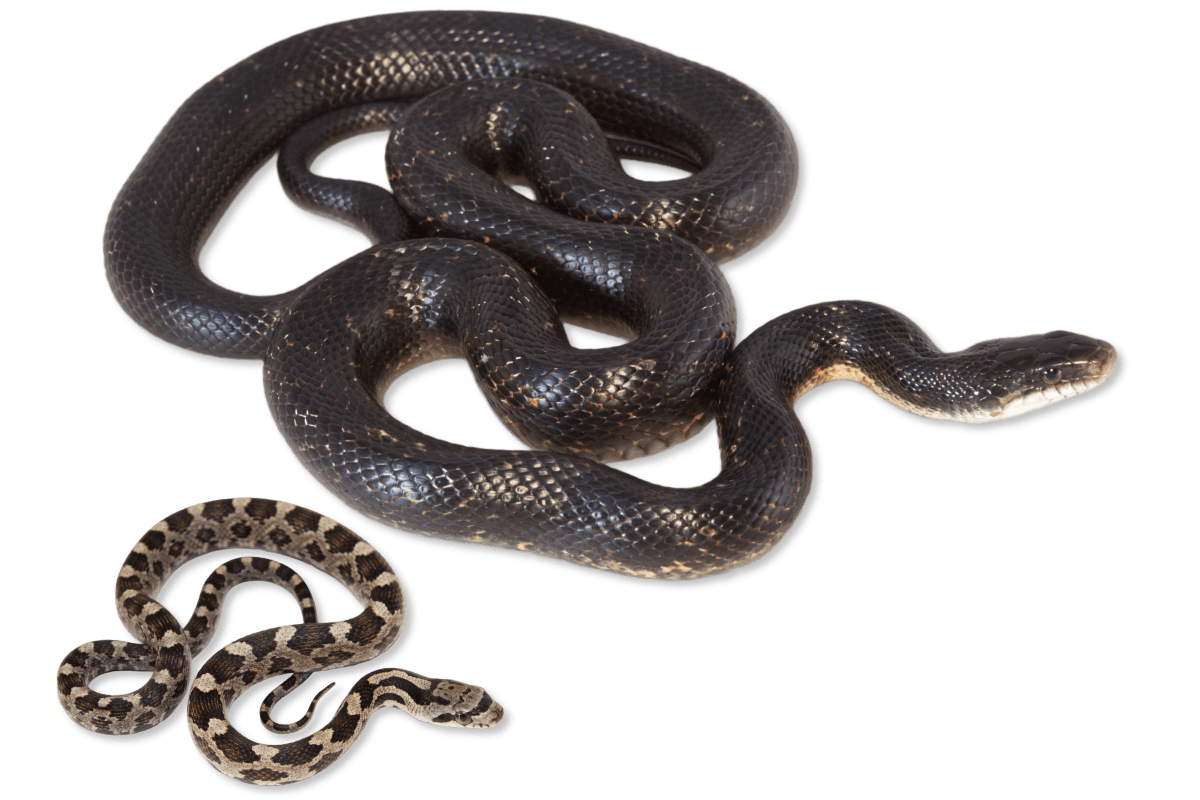 <p>Colubridae. Found statewide</p>